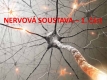 nervová soustava-1-01