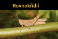 rovnokridli-1