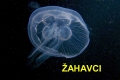 zahavci-01